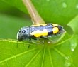 Fungus Beetle