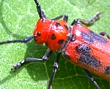 Longhorn Beetle