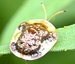 Tortoise Beetle