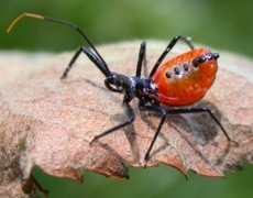 Assassin Bug