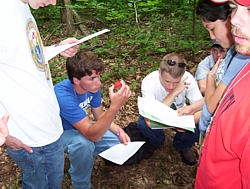 Students search for insects in leaf litter