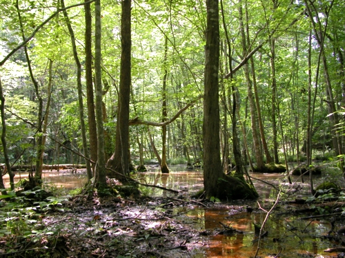 The Wetland at the Kentucky Leadership Center