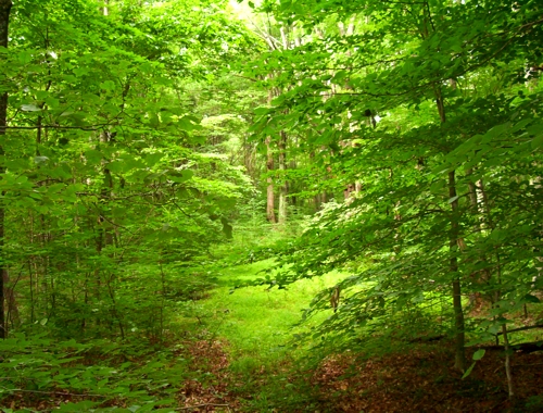 The Woods at the Kentucky Leadership Center