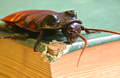 Entomology Books