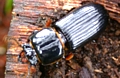 Bess Beetle