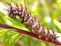 Caterpillar