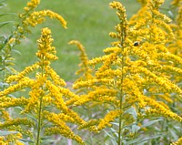 Goldenrod