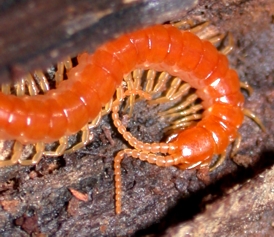 Scolopendromorph Centipede