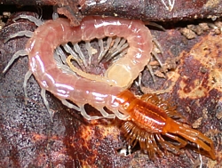 Centipede shedding its exoskelton