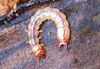 Flat Bark Beetle Larva
