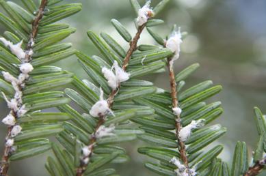 Hemlock Wooly Adelgid