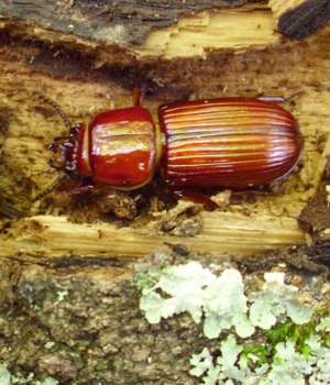 Adult Bess Beetle