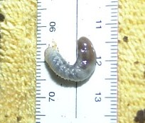 1st instar Hercules beetle larva.