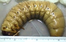 3rd instarHercules beetle larva - up to 4 1/2" long.