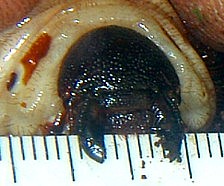 Close-up of grub mouthparts