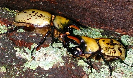 Male Hercules beetles fighting