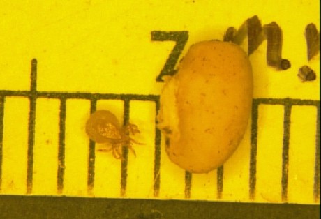 Mite predators of Hercules beetle eggs