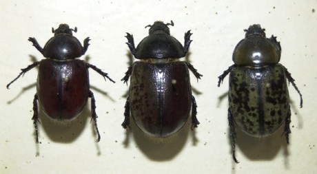 Pinned Hercules beetles