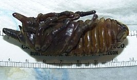 Male Hercules beetle pupa