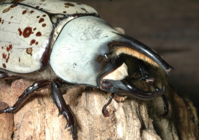 Male Western Hercules Beetle