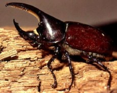 Male Western Hercules Beetle