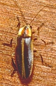 Typical Lightningbug
