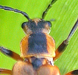 Soldier Beetle : head not concealed