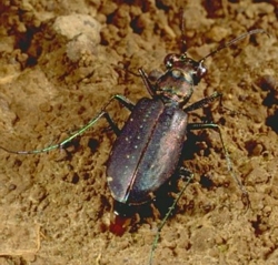 Cicindela