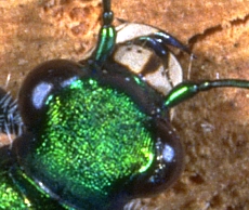 Tiger Beetle, showing overlapping mandibles
