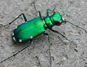 Six-Spotted Tiger Beetle