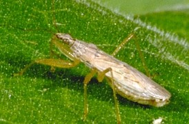 Damsel Bug, Nabis sp., showing raptorial front legs