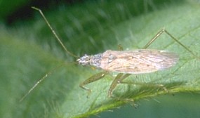 Damsel Bug in the Nabis genus