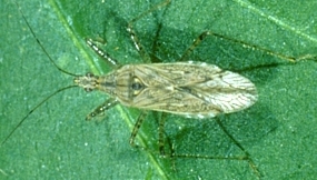 Damsel Bug in the Nabis genus