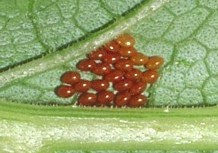 Squash bug eggs