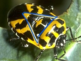 Harlequin Bug, showing scutellum