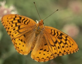 Greater Fritillary