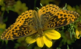 Meadow Fritillary