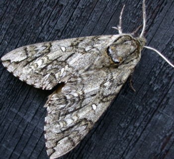 Waved Sphinx Moth