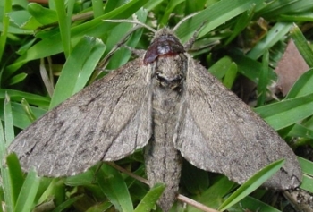 Catalpa Sphinx Moth