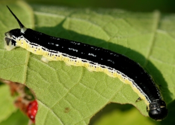 Catalpa Larva
