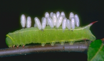 Parasitized Clearwing Sphinx Moth Caterpillar