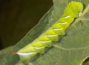 Caroilna Sphinx Larva