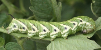 Tomato Hornworm caterpillar