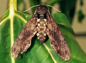 Tomato Hornworm moth