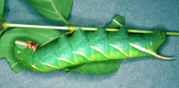 Waved Sphinx Moth Caterpillar