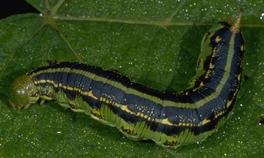 White-Lined Sphinx Caterpillar