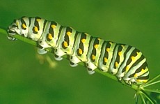 Black Swallowtail Caterpillar
