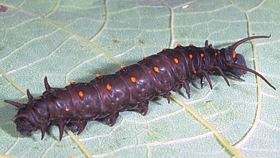 Pipevine Swallowtail Caterpillar