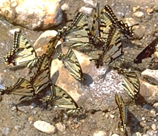 Puddling Eastern Tiger Swallowtails