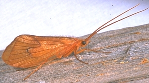 Typical Adult Caddisfly